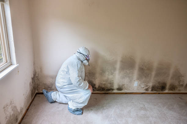 Trusted Liberty, IN Mold Removal Experts